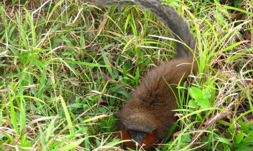 BERYKTET: Ryktene om den nye apearten har svirret i 30 �r. Foto:  Javier Garcia/Conservation International/EPA