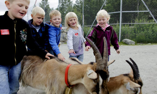 GEITEMORRO: Fra venstre Sivert (5 1/2), Even (6), Martin, Marielle (5)m og (6), Amelia (4) synes at geiter er artige dyr. De har tatt turen fra Kongsberg og Uvdal.
