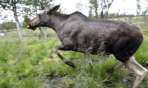 FRI UTFOLDELSE: Elgene har en diger innhegning med l�vskog og myrer hvor elgene kan utfolde seg som i fri og vill tilstand.