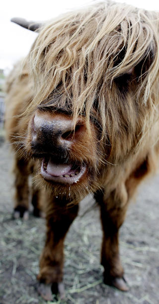 SNILL: N�rkontakt med oksekalver av det snilleste slaget.