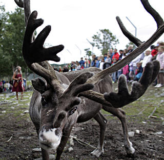 RUDOLF: Ikke alle reinsdyrene heter Rudolf, det bare virker slik.
