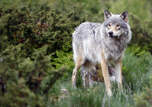 ULV: For ekstra betaling kan du oppleve at ulver som denne lusker seg rundt menneskene somhar trengt segh inn p� dens omr�de. Alle foto: Ole C. H. Thomassen