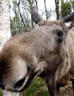 Elgkrasj koster en kvart milliard kroner i �ret