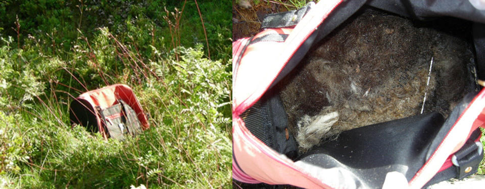 GRUFULLT FUNN: Dette var synet som m�tte Hege Wensell og kollegaen fra Dyrebeskyttelsen da de dro opp for � unders�ke bagen som l� henslengt p� Lisbets�tra utenfor Trondheim: en d�d katt i full oppl�sning inni en glovarm og altfor liten dyrebag. Foto: HEGE WENSELL/DYREBESKYTTELSEN