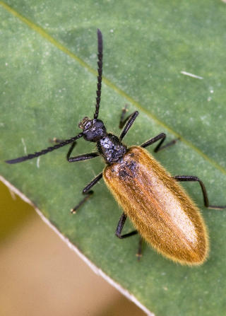 N�RKONTAKT: De fleste kompaktkameraer gir mulighet til � g� sv�rt n�r motivet, slik at vi kan ta bilder av sm� detaljer i naturen. For speilreflekskameraer trengs et makroobjektiv for � komme n�r sm�kryp som denne vesle tassen. Foto: MAGNAR FJ�RTOFT
