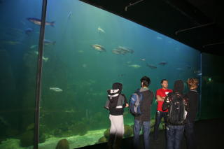  I HAVET:  Universeum har ogs� Sveriges st�rste akvarium. Foto: Kirsten Margrethe Buzzi/Dagbladet

Foto: Kirsten M. Buzzi/Dagbladet