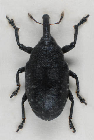 NYE ARTER: Larinus sturnus. Snutebille funnet ved Magnor.