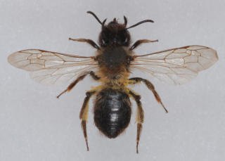 Adrema Apicata: Solsandbie, funnet ved Stavern.