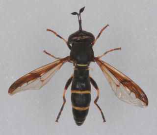 Cerina conopsoides: Blomsterflue, funnet ved Magnor.