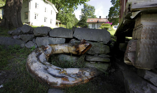 AVSL�RT: Seljordsormen ligger ved stabburet p� Nordigard Bj�rge.Alle foto: Ole C. H. Thomassen
