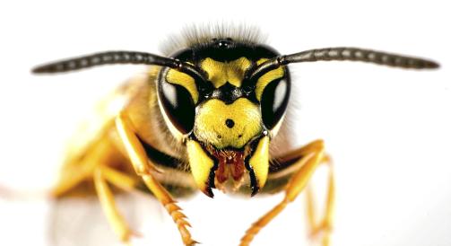 SLITSOM: Denne er skikkelig innp�sliten i disse dager. Foto: Biehler Michael/iStock