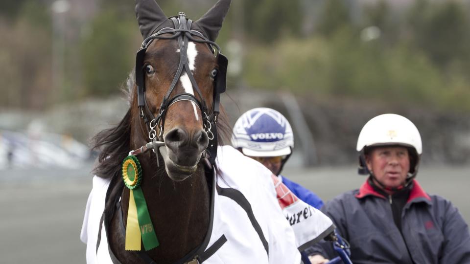 MED BLIKK FOR SEIER. A.B. Lom'n har bare et nederlag i livet. N� mener trener Arthur B� at hesten er klar for seier igjen. Foto: HESTEGUIDEN.COM.