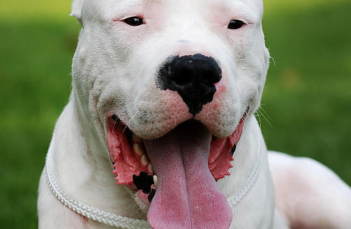ULOVLIG: Hunderasen Dogo Argentino. Foto: Waldemar Browski/Fotolia/Scanpix