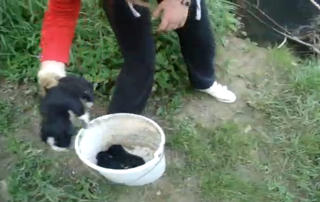 RYSTENDE: Kvinnen kaster en b�tte valper p� elva. Foto: LiveLeak