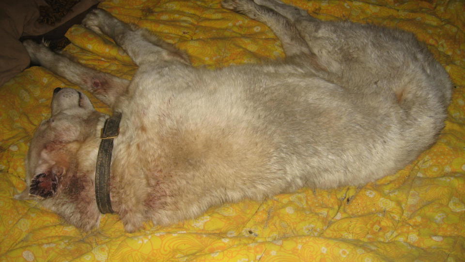 VANNSKJ�TTET: Denne polarhunden var i s� d�rlig form at den ikke klarte � g� p� egen h�nd. - For denne var det bare snakk om dager f�r den ville v�rt d�d, sier Anne Helene Aasheim i Dyrebeskyttelsen p� Kongsberg. Foto: DYREBESKYTTELSEN