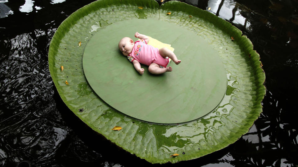  VEKTGRENSE 15 KILO:  Vannliljen heter Victoria Amazonica og modellen Florine de Groot. FOTO: JERRY LAMPEN, REUTERS/SCANPIX.