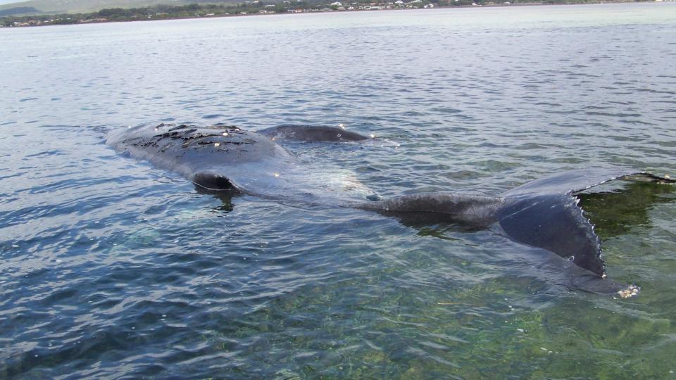 STRANDET: Her er den stranda kn�lhvalen p� sandbanken utenfor havna i Albany i Vest-Australia. FOTO:  EPA/WA DEPARTMENT OF ENVIRONMENT AND CONSERVATION/HO