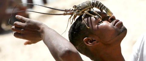 Hvorfor i all verden har han en hummer p� hodet?