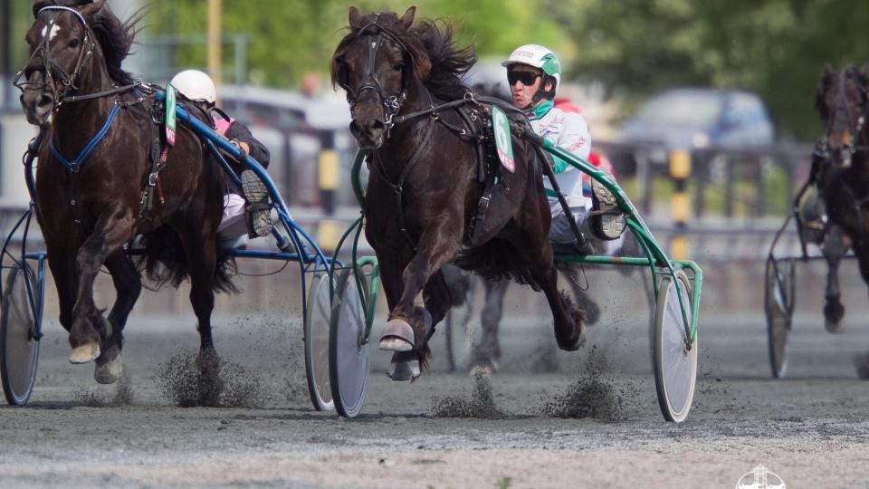 FULL FART TIL M�L. G�rder Spiker'n g�r til m�l s� det gnistrer. Erland Holm har stor tro p� sin hest. Og han satser p� teten. Foto: HESTEGUIDEN.COM.