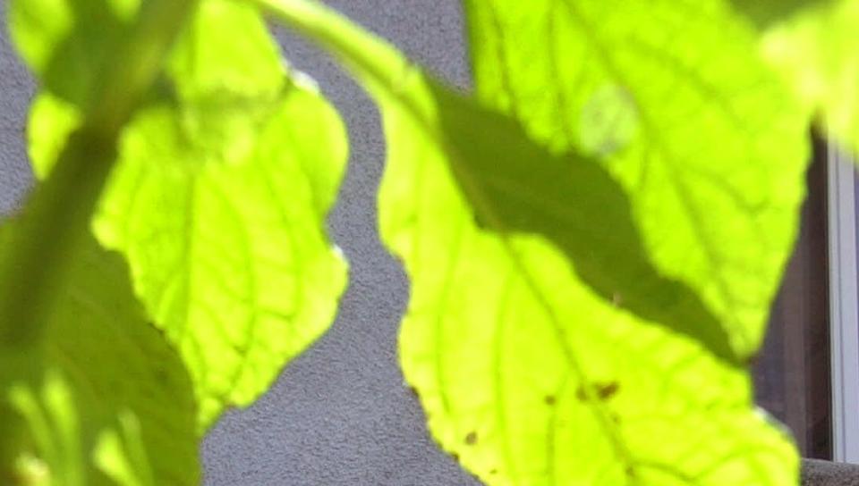 LOVOLIG � DYRKE: Urten Salvia divinorum er i slekt med kryddersalvie.