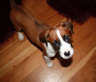 I POLEN: Familiehunden Miki ble funnet i bilen sammen med far og s�nn natt til 2. august, og sitter p� kennel i S�r-Polen. Camillas venner kj�rer for tida en innsamlingsaksjon for � f� hunden til Norge, samtidig som den siktede 36-�ringen vil at hunden blir tatt h�nd om av hans foreldre. Foto: PRIVAT