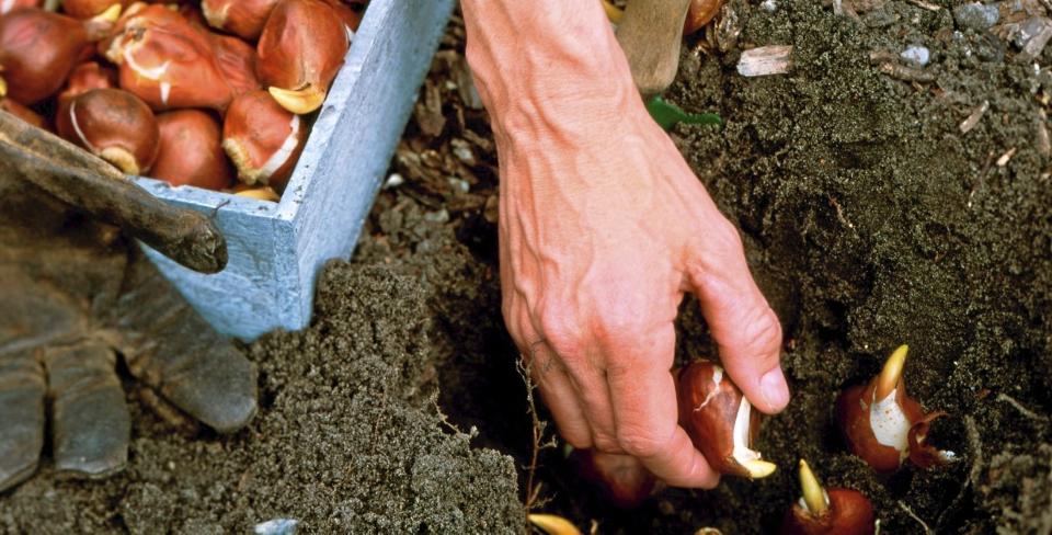 RIKTIG VEI: Det er viktig � sette l�ken med spissen opp. FOTO: OBP