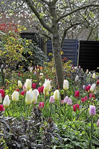 V�RBLOMSTER: �nsker du tulipaner til v�ren m� du f� l�ken i jorden f�r frosten. FOTO: OBP