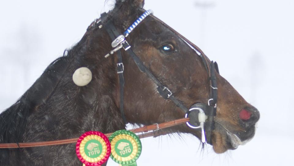 T�FFING I TOPPFORM. Gidde R. Icke er en vinner i V65-omgangen p� Bjerke onsdag. Det mener treneren, som lar en annen kj�re. Foto: HESTEGUIDEN.COM.