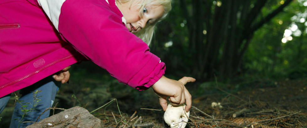 Her er de sikre soppene