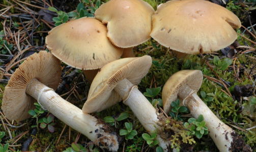 SPISELIG: RIMSOPP:
Buklete hatt, duggliknende blekt anstrøk på hatten. Har en tydelig hvit ring på stilken.
Mottatt fra epost: 08.09.2010 SPISELIG: RIMSOPP:
Buklete hatt, duggliknende blekt anstrøk på hatten. Har en tydelig hvit ring på stilken.
Mottatt fra epost: 08.09.2010