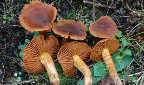 GIFTIG: BUTT GIFTSLØRSOPP: Er en sjelden sopp, med en hatt som er 3-7 cm i diameter. Den er gulbrun til rødbrun, og virker fibret. Skivene til soppen er rødbrune, fjernstilte og virker litt tykke. GIFTIG: BUTT GIFTSLØRSOPP: Er en sjelden sopp, med en hatt som er 3-7 cm i diameter. Den er gulbrun til rødbrun, og virker fibret. Skivene til soppen er rødbrune, fjernstilte og virker litt tykke.