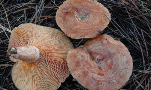 SPISELIG: FURUMATRISKE: Rødlig, gjerne med grønne flekker. Gir fra seg en gulrotfarget saft. SPISELIG: FURUMATRISKE: Rødlig, gjerne med grønne flekker. Gir fra seg en gulrotfarget saft.