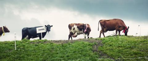 Disse kyrne er med i verdens f�rste ku-reality