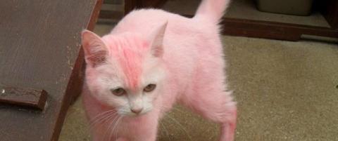 Hvem farget «Pink»?