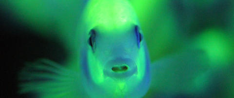 Dette er verdens f�rste kunstige selvlysende fisk
