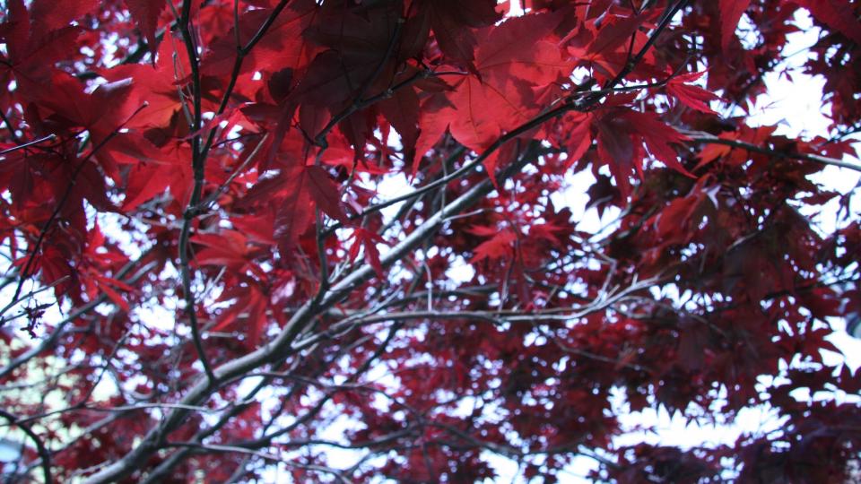 H�STLIG I KAMMERNE: Og h�st betyr farger, regn, skarp luft og skarpe f�lelser. Les selv! Foto: MARIA B�RJA