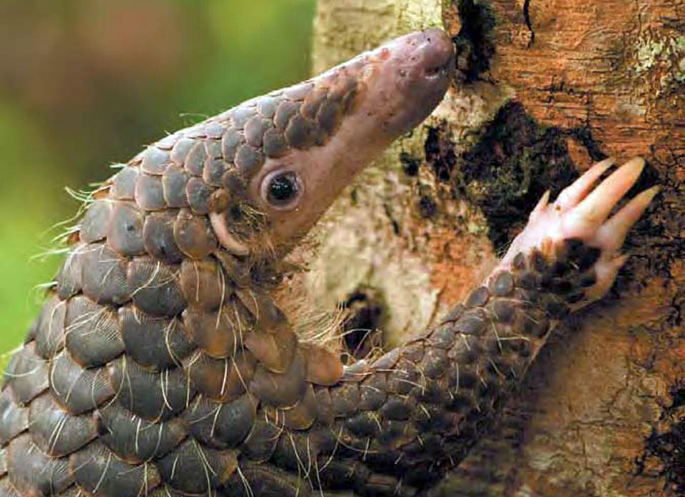 UTRYDNINGSTRUET: Pangolinen slurper i seg millioner av innsekter hvert �r, og er viktig for � begrense skadedyr som angriper jordbruksarealer. Men inntekten fra � selge �n pangolin kan gi like mye penger som det en bonde tjener p� seks m�neder. Pangolinen er utrydningstruet og det er ulovlig � jakte p� den. Foto: AFP