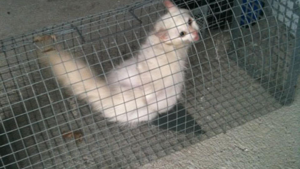 FANGET:   Ved hjelp av feller fanger Linda Kaasb�ll kattene. - Jeg legger mat inn i et bur. N�r katten tramper p� maten vil porten falle ned, sier hun. Foto: Linda Kaasb�ll