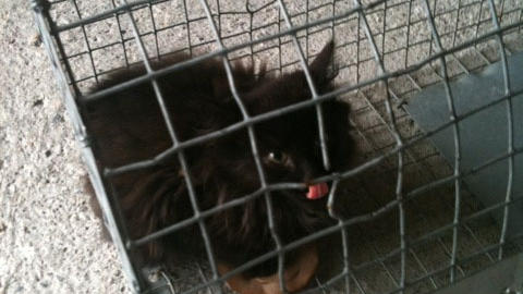 OMPLASSERES:  Linda fors�ker � omplassere kattene som er friske nok til � overleve. Foto: Linda Kaasb�ll.