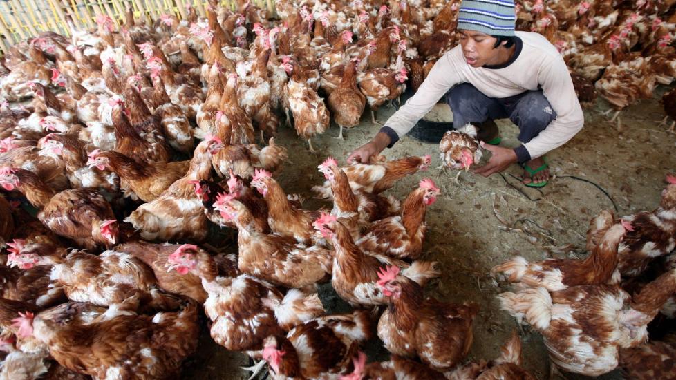FUGLEINFLUENSA I HONG KONG: En 59 �r gammel kvinne er innlagt p� sykehus med det myndighetene i Hong Kong tror er fugleinfluensa. Dette bildet er fra Jakarta og ble tatt i januar i �r. Foto: EPA/BAGUS INDAHONO