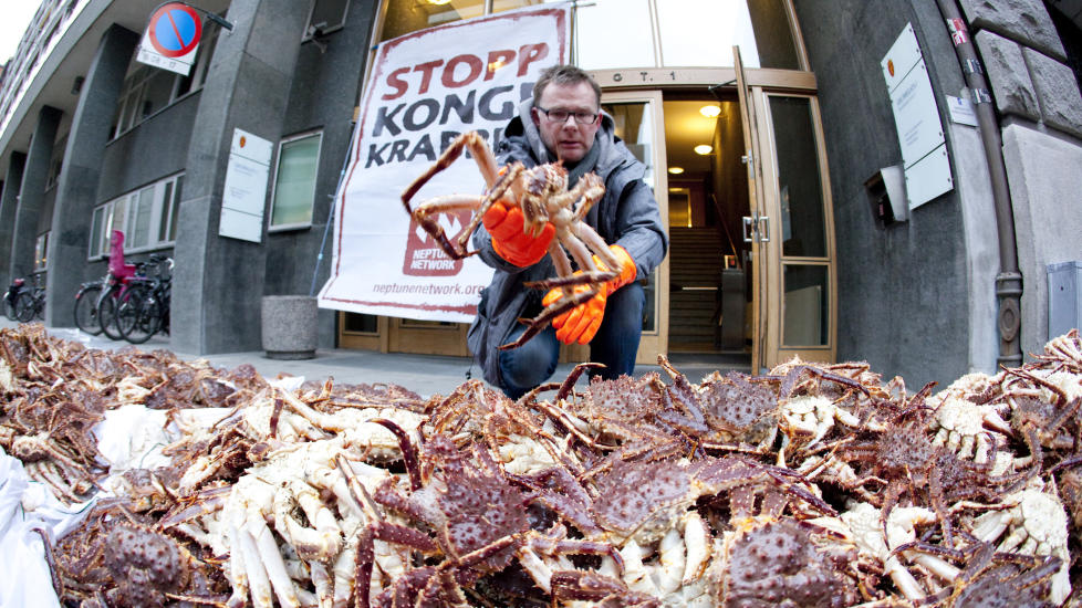 LA KRAGGER FORAN INNGANGEN: Neptune Network gjennomf�rte i dag en kongekrabbeaksjon utenfor Fiskeridepartementet. Leder Frank-Hugo Storelv krever at det innf�res et stort desimeringsfiske av krabben. Foto: Heiko Junge / Scanpix