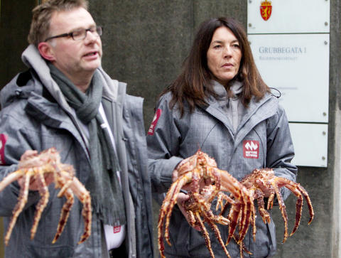 INVASJON: Frank-Hugo Storelv og Marie Frogner fra milj�organisasjonen Neptune gjennomf�rte i dag en aksjon foran Fiskeridepartementets lokaler i Oslo. Over 2000 kongekrabber ble lagt p� fortauet for inngangen for � symbolisere den store invasjonen av krabber fra �st. Foto: Heiko Junge / Scanpix