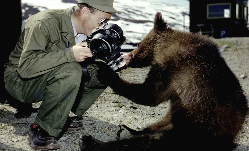 HOS FOTOGRAFEN I 1952: En av datidas store kjendiser, bj�rnungen Pekka p� Nystuen hotell snuser p� fotografen. Ti �r etter ble den skutt etter � ha r�mt fra bj�rneg�rden. Den ble utstoppet og st�r fortsatt p� Nystuen. Foto: Sverre A. B�rretzen / Aktuell / Scanpix