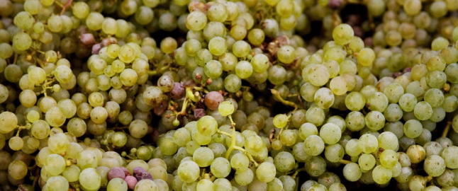 Koffein og druesukker er bra for hjernen