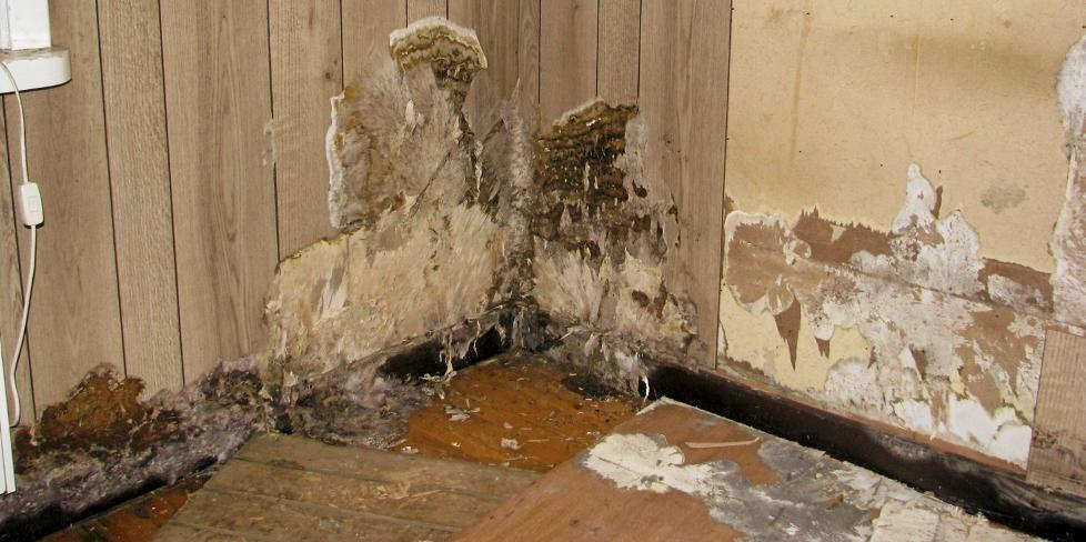 STERKT ANGREPET: Av r�tesopper som g�r til angrep p� boligen er ekte hussopp den verste. Bildet viser avdekking av omfattende hussoppskader.  FOTO: Mycoteam AS