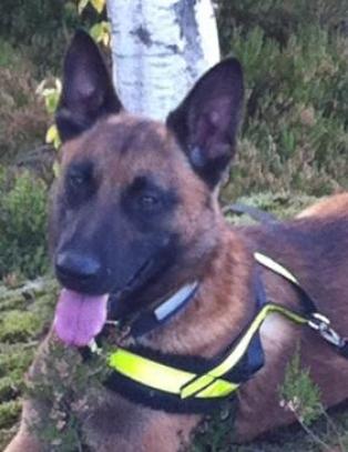 Politihunden Rex er s�kk borte