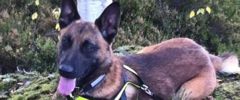Politihunden Rex er s�kk borte
