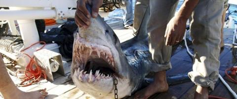 Egypt kaller inn haieksperter