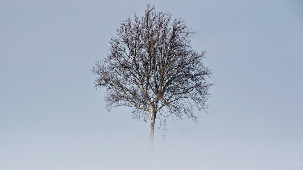 NOVEMBER: og treet stod fortsatt alene, skriver proton i diktet frostr�yk, et av finalediktene i Skolekammeret. Foto: EPA/ARMIN WIEGEL