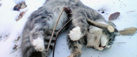 Slik fant Jonas (19) katten sin